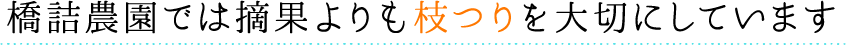 橋詰農園では摘果よりも枝つりを大切にしています