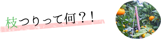 枝つりって何？！