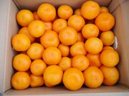 味好みかん　10kg(S～2Lサイズ混合)