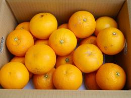 ご家庭用春峰　5kg